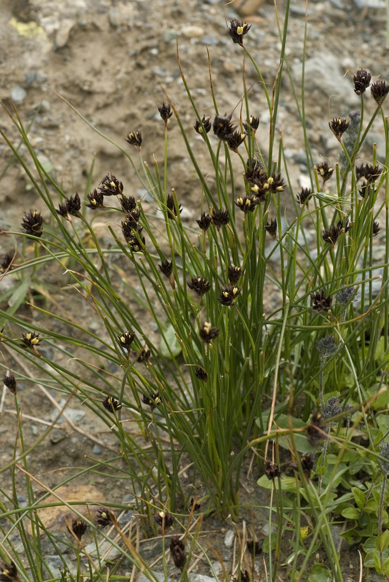 Juncus trifidus